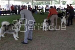 CAMPEONATO NACIONAL DE PERROS