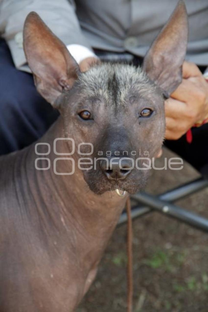 CAMPEONATO NACIONAL DE PERROS