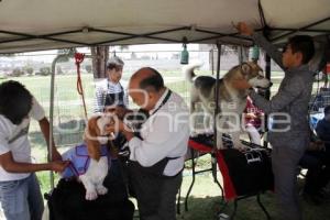 CAMPEONATO NACIONAL DE PERROS