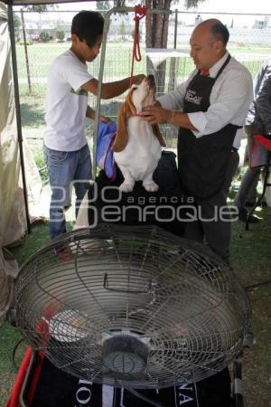 CAMPEONATO NACIONAL DE PERROS