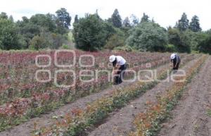 PRODUCCIÓN DE ROSAS . CHIAUTZINGO