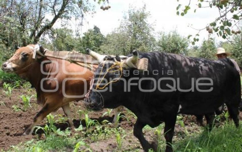 CAMPO