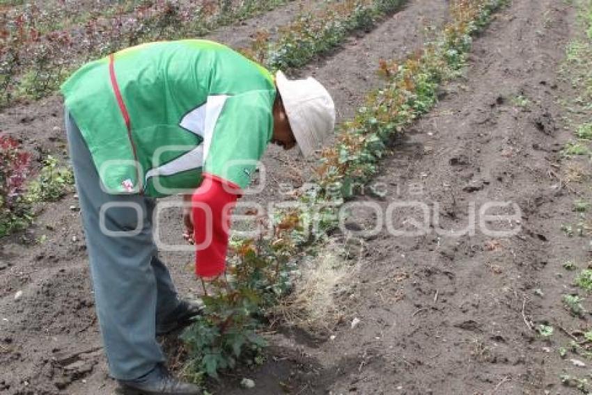 PRODUCCIÓN DE ROSAS . CHIAUTZINGO