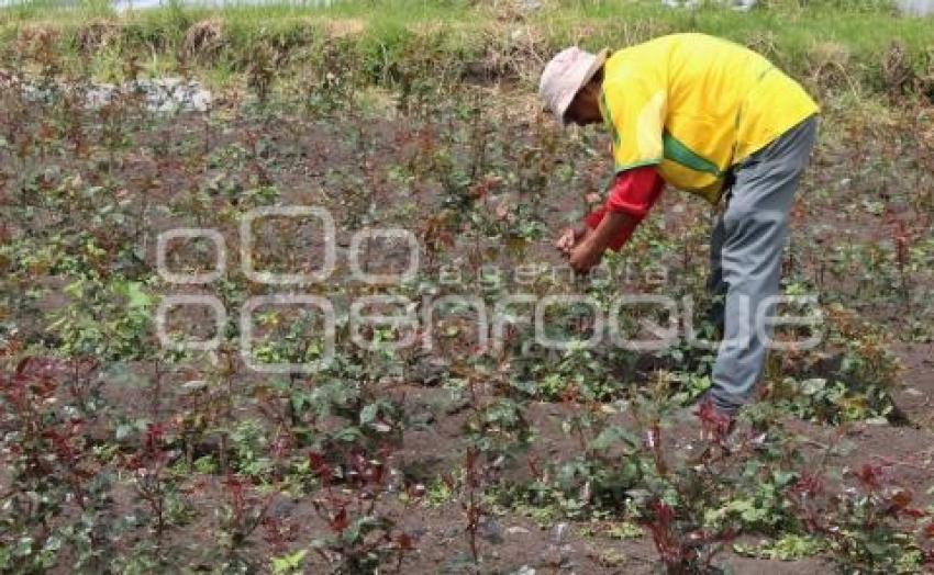 PRODUCCIÓN DE ROSAS . CHIAUTZINGO