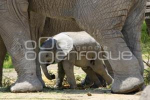 AFRICAM . NACE ELEFANTE AFRICANO