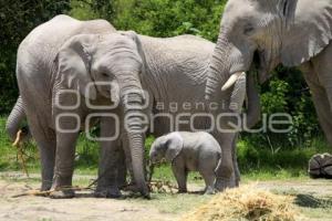 AFRICAM . NACE ELEFANTE AFRICANO