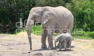 AFRICAM . NACE ELEFANTE AFRICANO