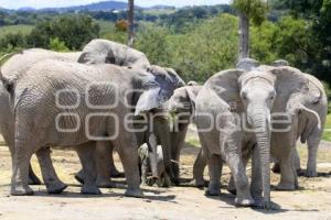 AFRICAM . NACE ELEFANTE AFRICANO