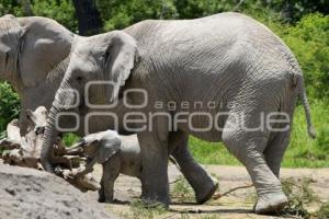 AFRICAM . NACE ELEFANTE AFRICANO