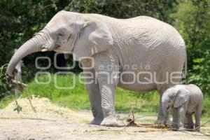 AFRICAM . NACE ELEFANTE AFRICANO