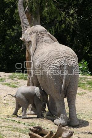 AFRICAM . NACE ELEFANTE AFRICANO