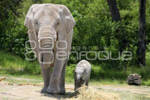 AFRICAM . NACE ELEFANTE AFRICANO