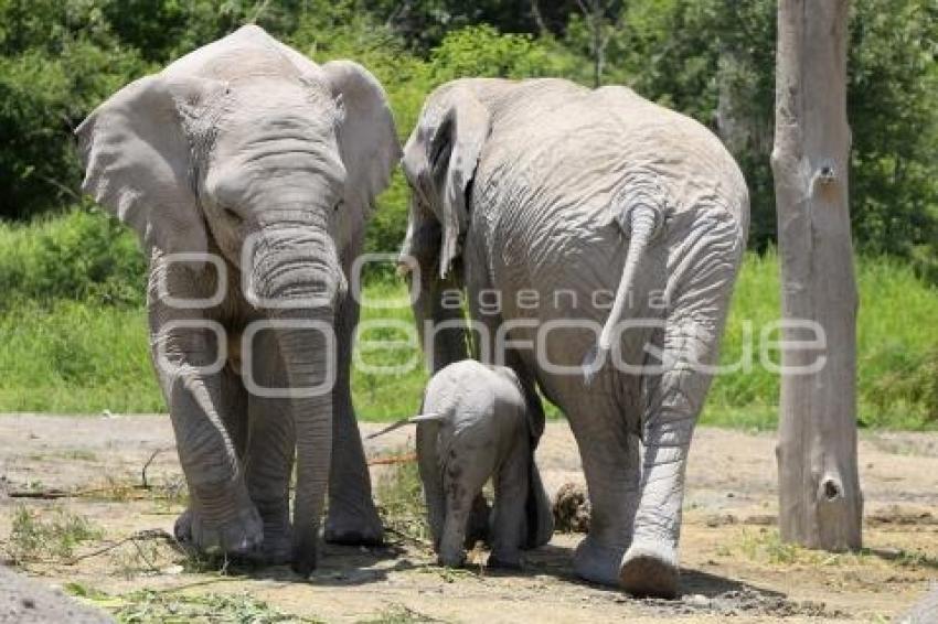 AFRICAM . NACE ELEFANTE AFRICANO