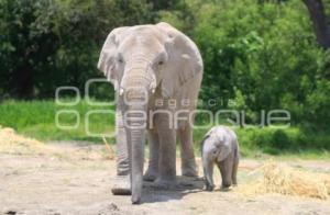 AFRICAM . NACE ELEFANTE AFRICANO