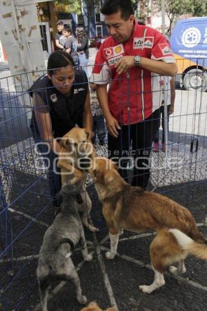 JORNADA DE ADOPCIÓN CANINA