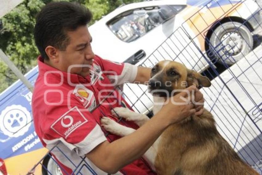 JORNADA DE ADOPCIÓN CANINA