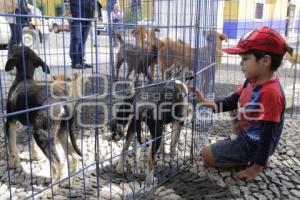 JORNADA DE ADOPCIÓN CANINA