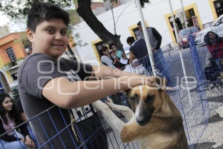 JORNADA DE ADOPCIÓN CANINA