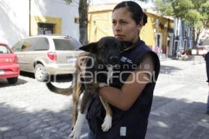 JORNADA DE ADOPCIÓN CANINA