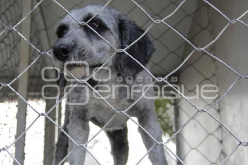 JORNADA DE ADOPCIÓN CANINA