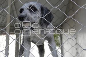 JORNADA DE ADOPCIÓN CANINA