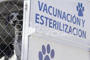 JORNADA DE ADOPCIÓN CANINA