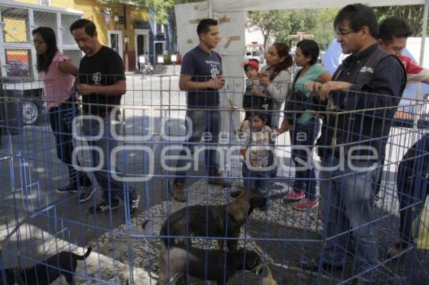 JORNADA DE ADOPCIÓN CANINA