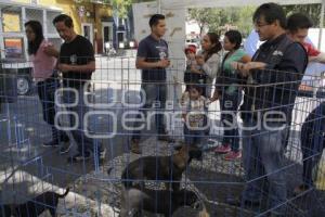 JORNADA DE ADOPCIÓN CANINA