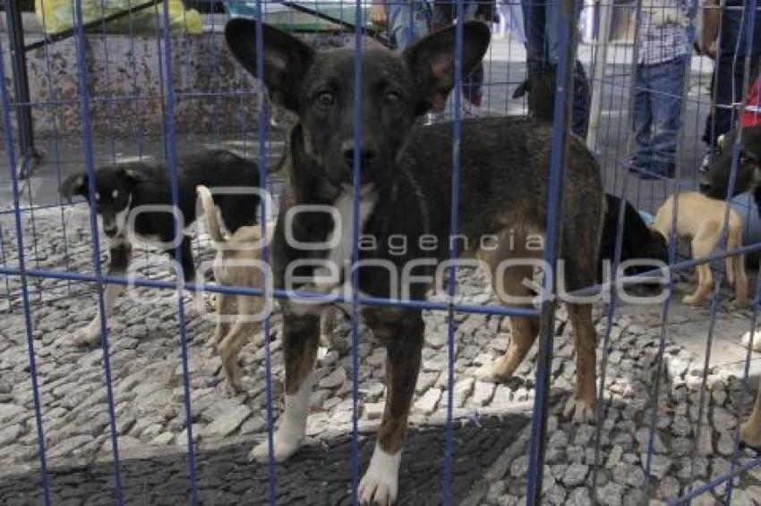 JORNADA DE ADOPCIÓN CANINA