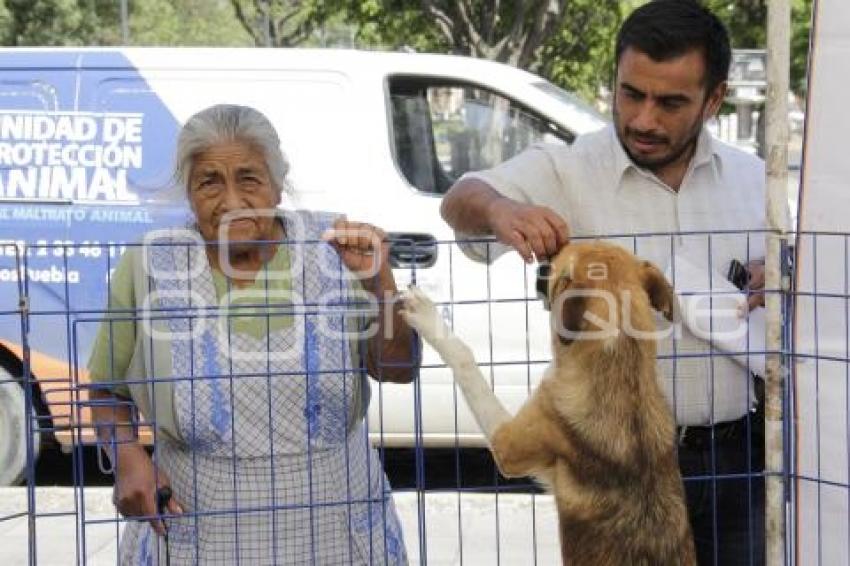 JORNADA DE ADOPCIÓN CANINA