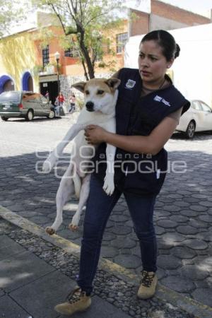 JORNADA DE ADOPCIÓN CANINA