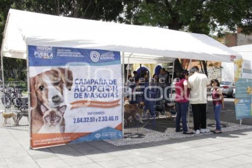 JORNADA DE ADOPCIÓN CANINA