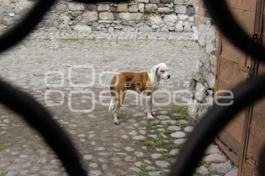 DÍA DEL PERRO CALLEJERO