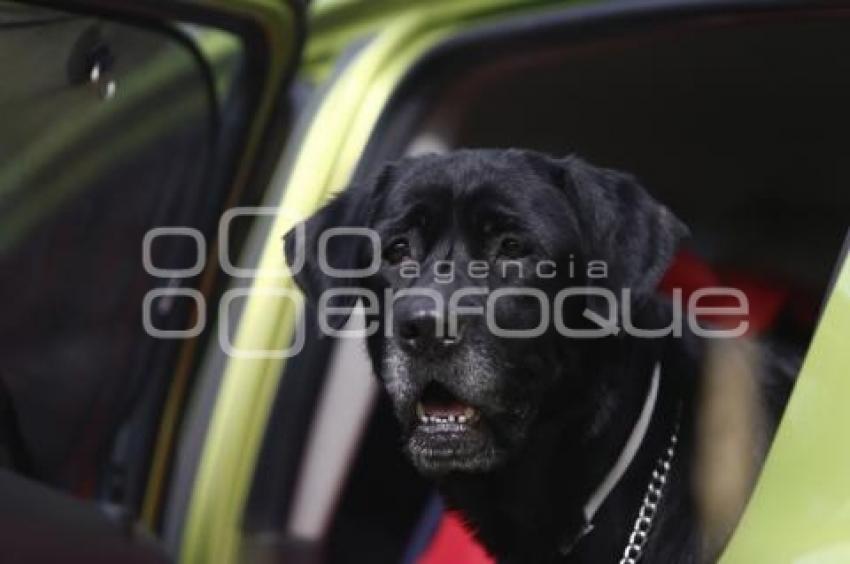 CRUZ ROJA . RESCATE CANINO