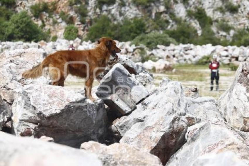 CRUZ ROJA . RESCATE CANINO