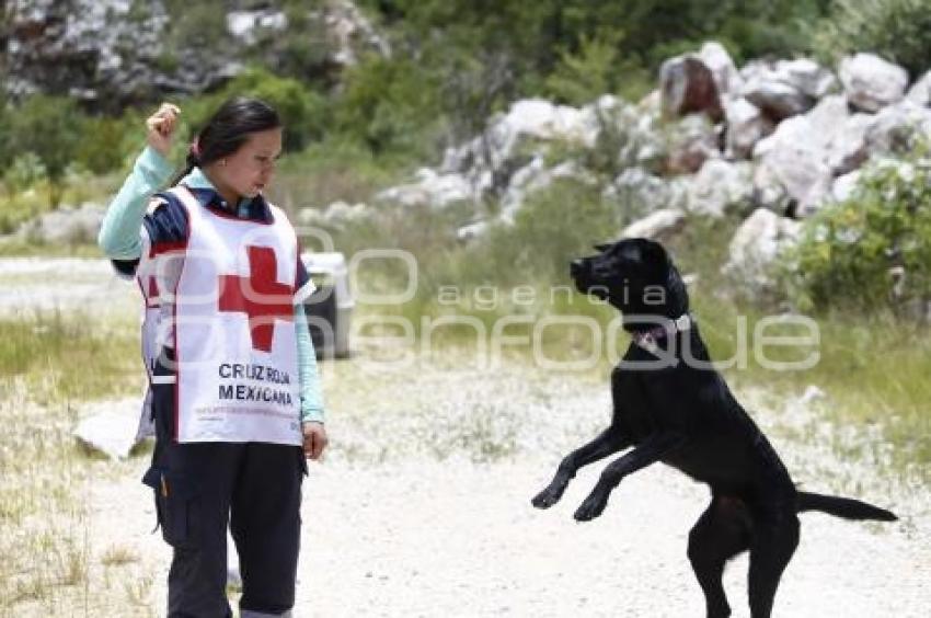 CRUZ ROJA . RESCATE CANINO