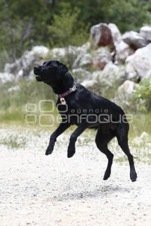 CRUZ ROJA . RESCATE CANINO