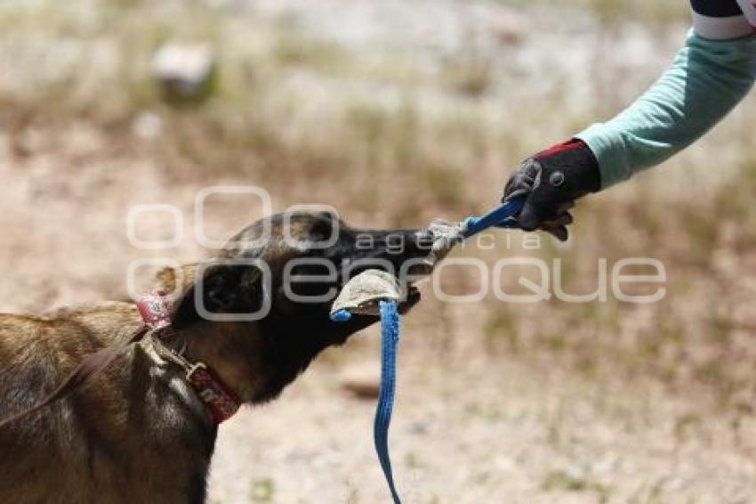 CRUZ ROJA . RESCATE CANINO