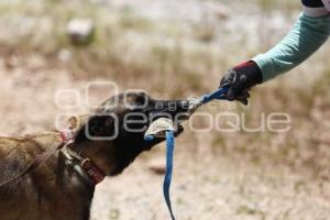 CRUZ ROJA . RESCATE CANINO