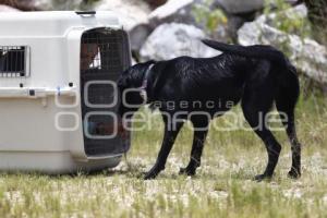 CRUZ ROJA . RESCATE CANINO