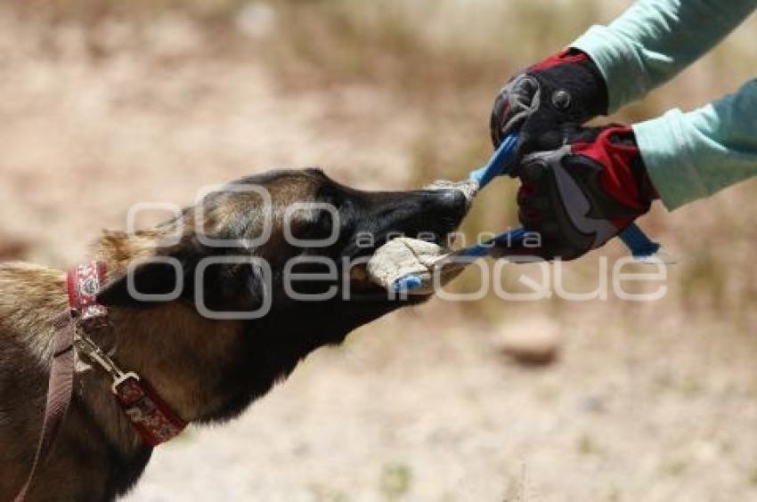 CRUZ ROJA . RESCATE CANINO