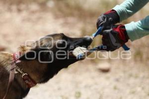 CRUZ ROJA . RESCATE CANINO