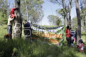 REFORESTACIÓN CERRO DE AMALUCAN