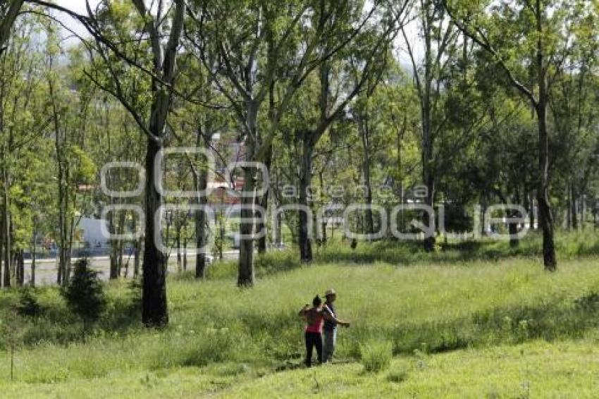 REFORESTACIÓN CERRO DE AMALUCAN