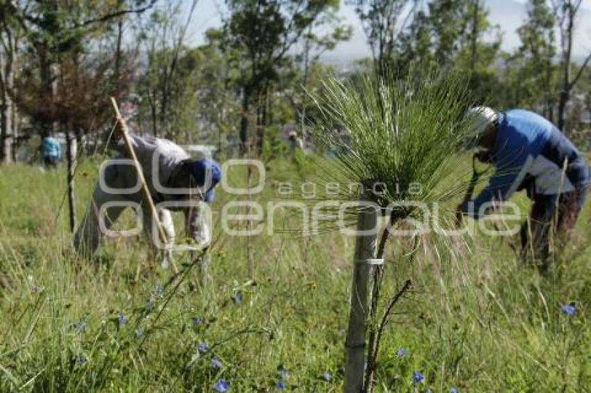 REFORESTACIÓN CERRO DE AMALUCAN