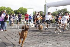 CARRERA MARCANDO HUELLAS