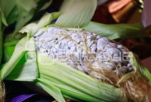 HUITLACOCHE POBLANO