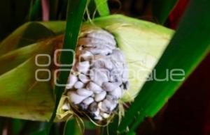 HUITLACOCHE POBLANO