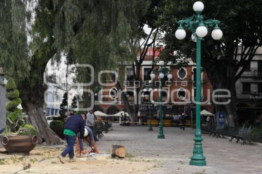 ZÓCALO . ÁRBOLES