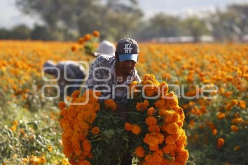 COSECHA FLOR DE MUERTO